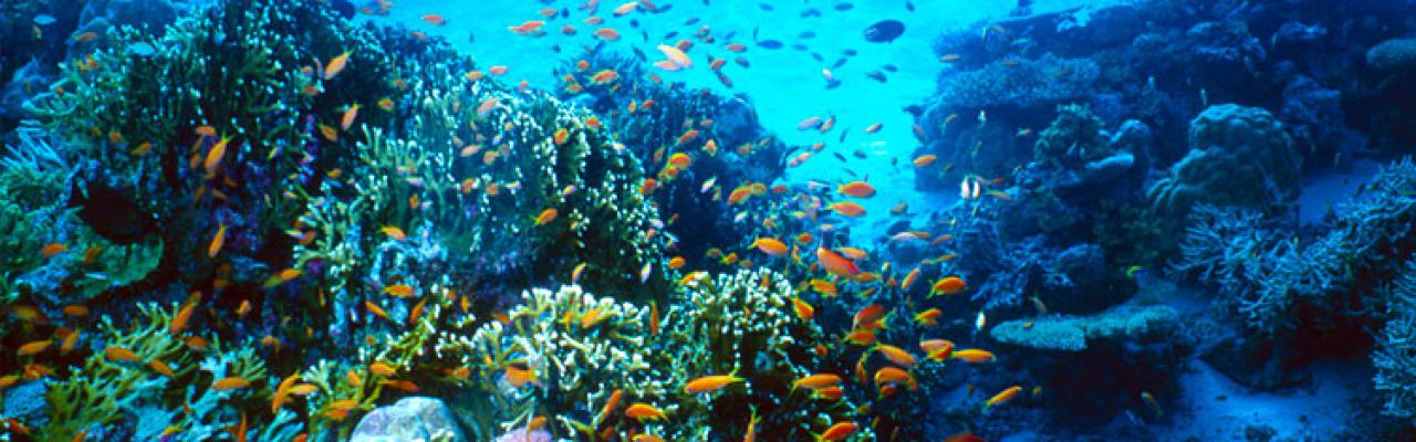 Amazing Snorkeling Mun Island