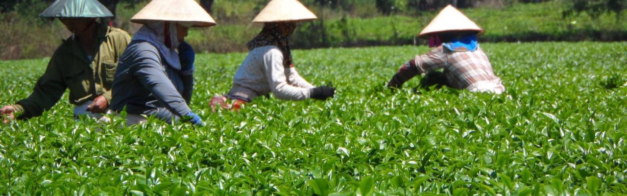 Sai Gon – Central Highland – Gold Coast – Ho Chi Minh Trail – Hoi An