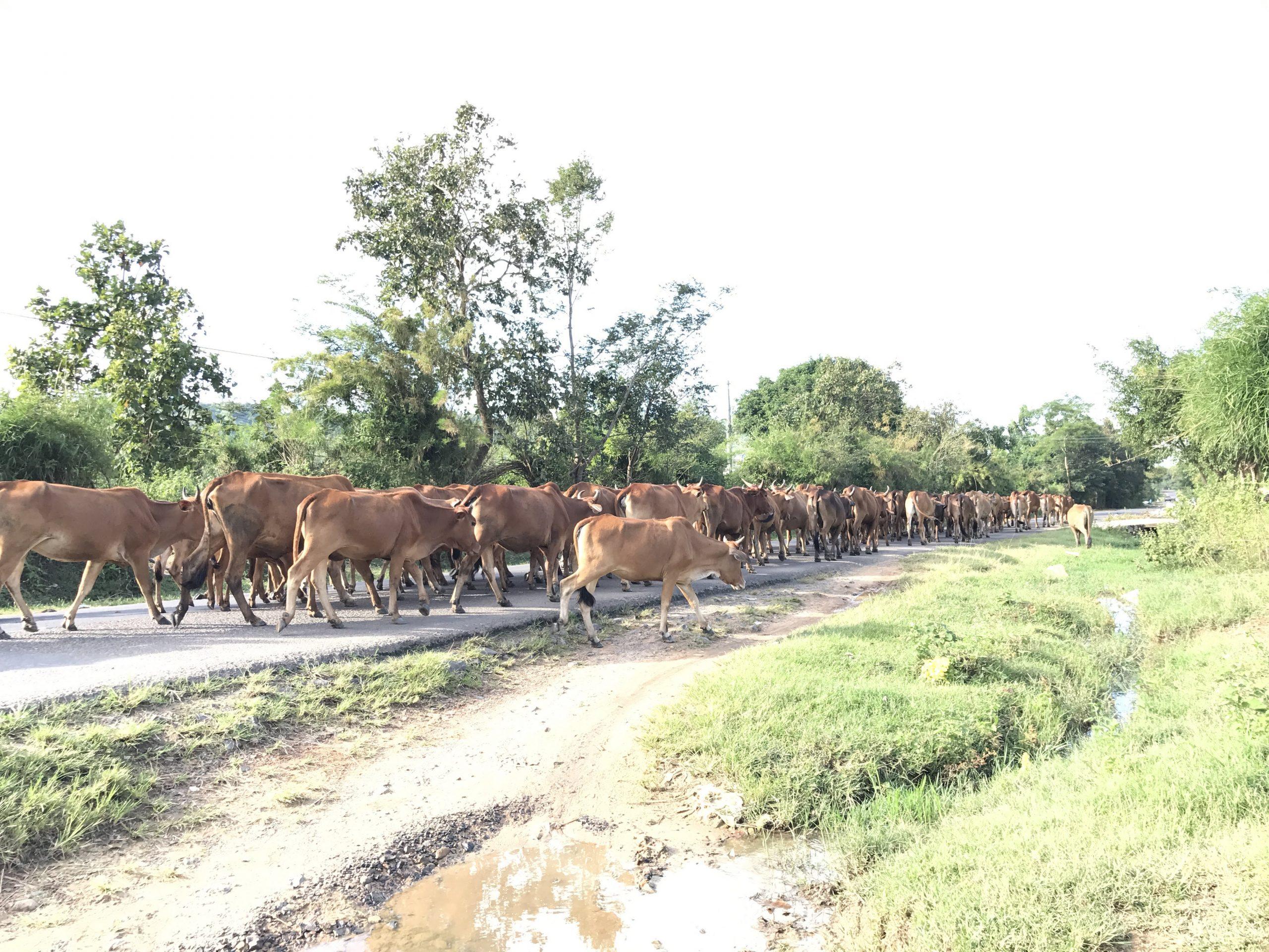 Sai Gon – My Tho, Ben Tre – Tra Vinh, Soc Trang – Can Tho – Rach Gia (Phu Quoc Island)